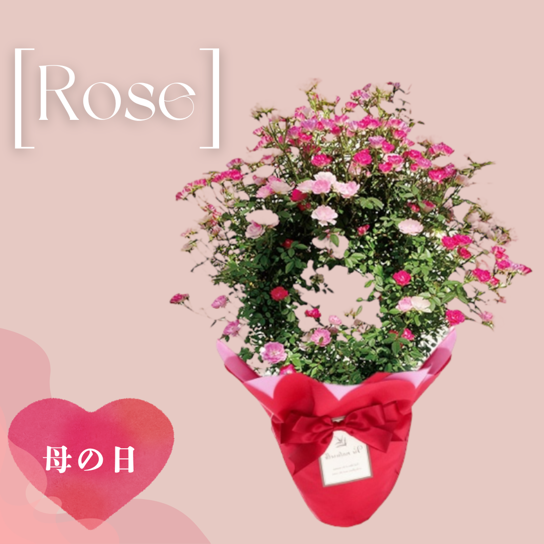 銀座花門【母の日ギフト】 Rose　（薔薇）ご注文締切：5月6日　☆母の日カード付き！