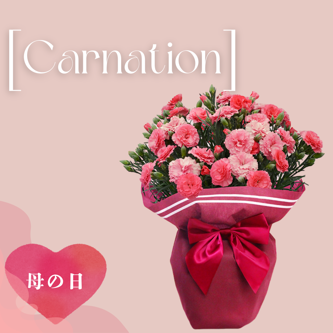 【母の日ギフト】Carnationご注文締切：5月6日☆母の日カード付き