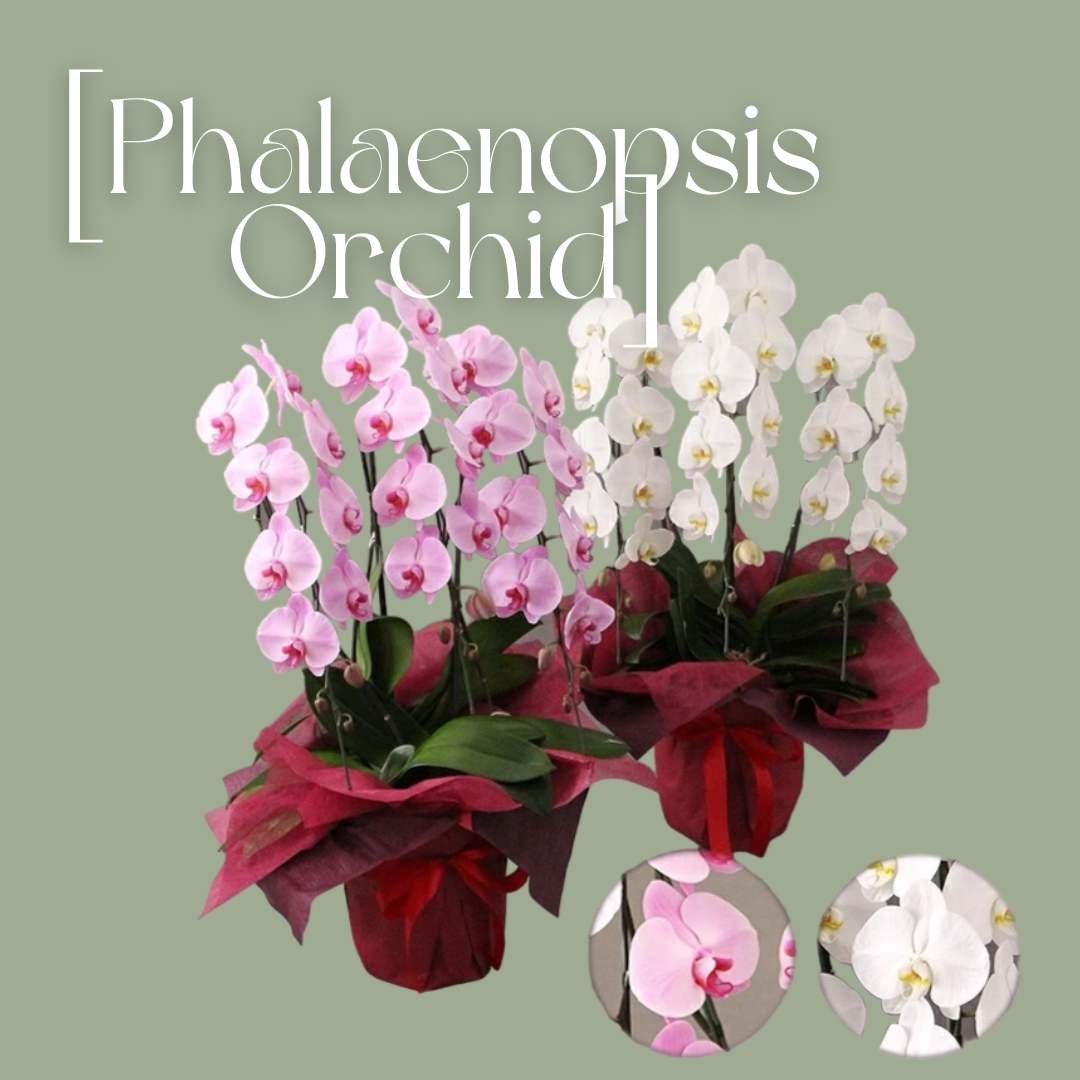 Phalaenopsis[胡蝶蘭3本立/   Bタイプ] “無料立札”付き