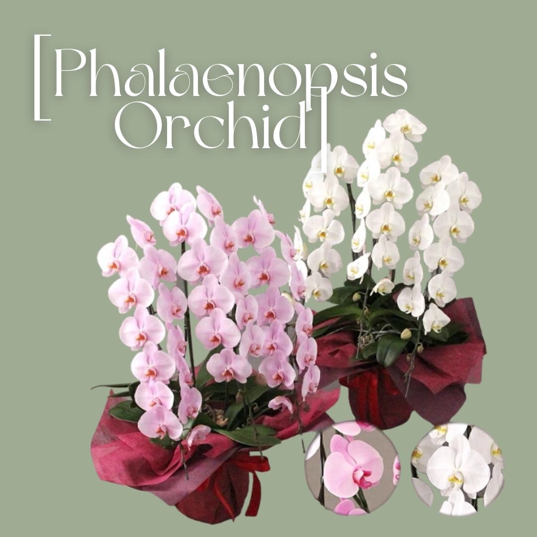 Phalaenopsis[胡蝶蘭3本立/   Cタイプ] “無料立札”付き