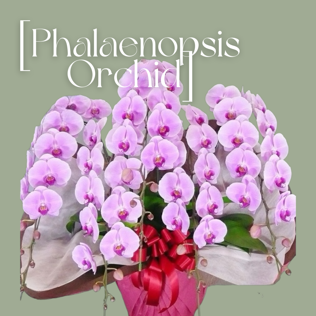 Phalaenopsis[胡蝶蘭5本立/   Dタイプ] “無料立札”付き