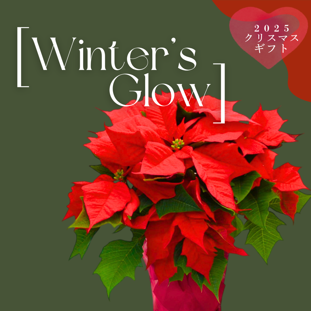 Seasonal Gifts [Poinsettia]