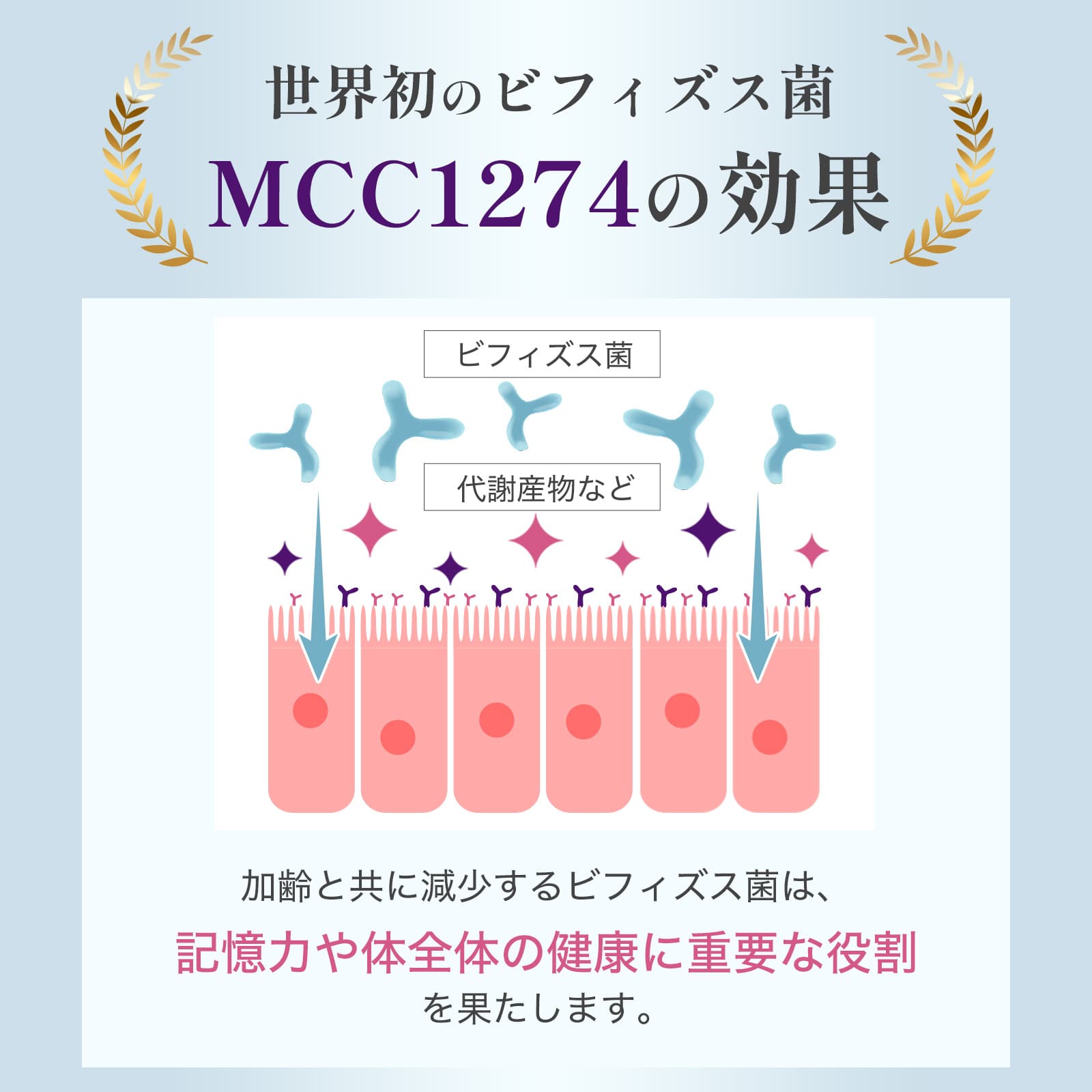 ビフィズス菌MCC1274 200億個配合 腸脳相関ケアサプリ キオクビフィ 30日分 機能性表示食品 腸活 記憶サポート 国内製造 劉勇 りゅうゆう