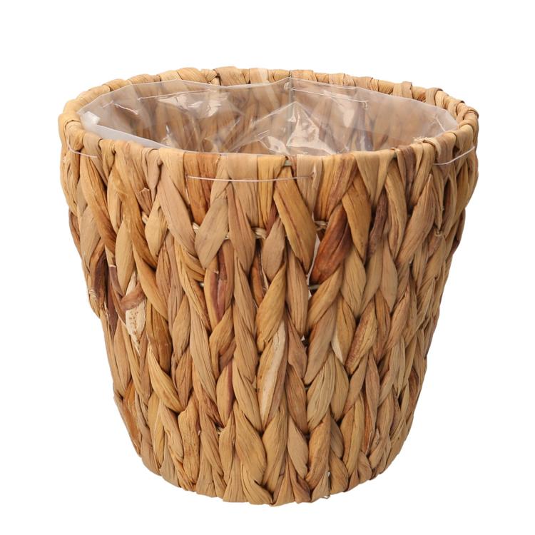 ウォーターヒヤシンス