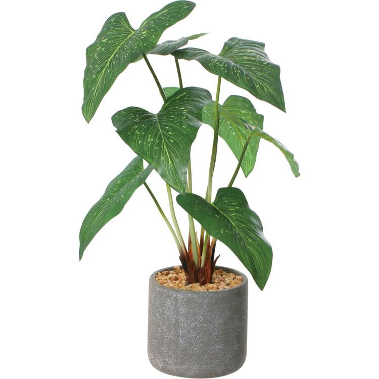 アンスリューム