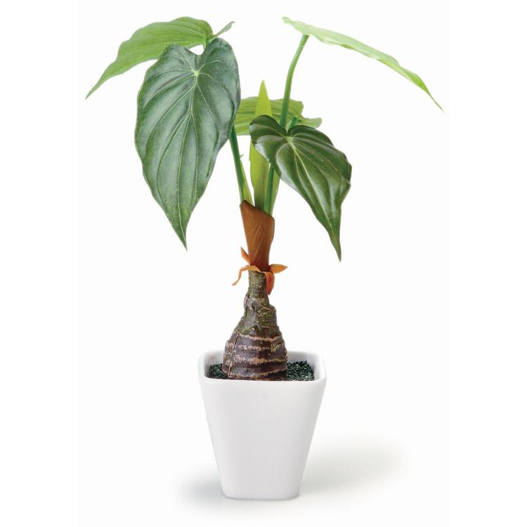 163794.アロカシア