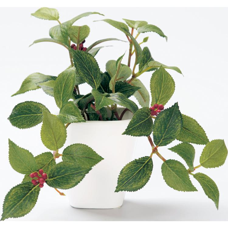 163770.カメリアリーフ