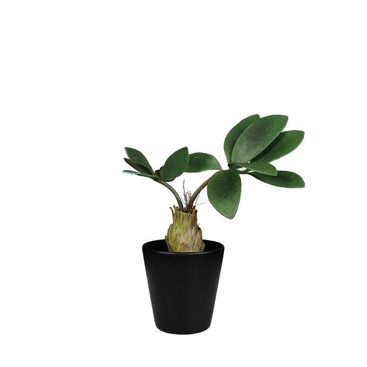 コーデックス.BK