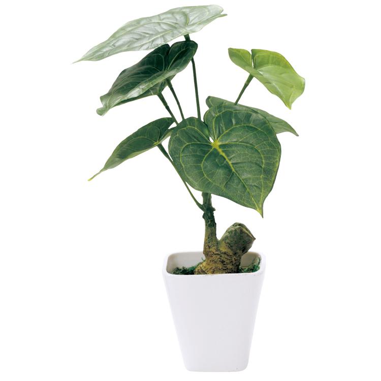 163787.ジャロファ