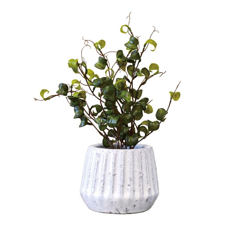 ベンジャミンバロック