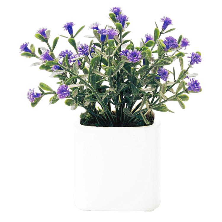 キューブ.デイジーLA