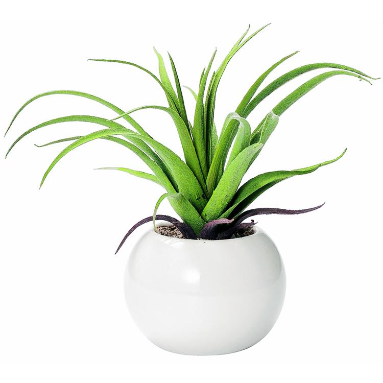 ラウンド.エアプランツ