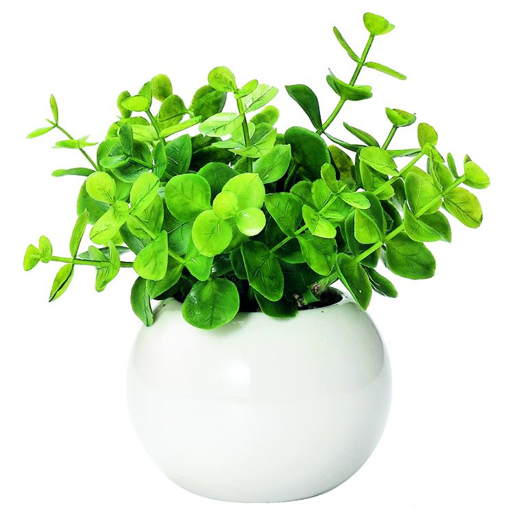 ラウンド.ユーカリ