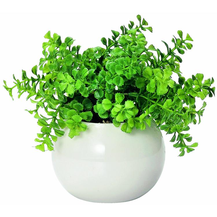 ラウンド.ファンシェイプ