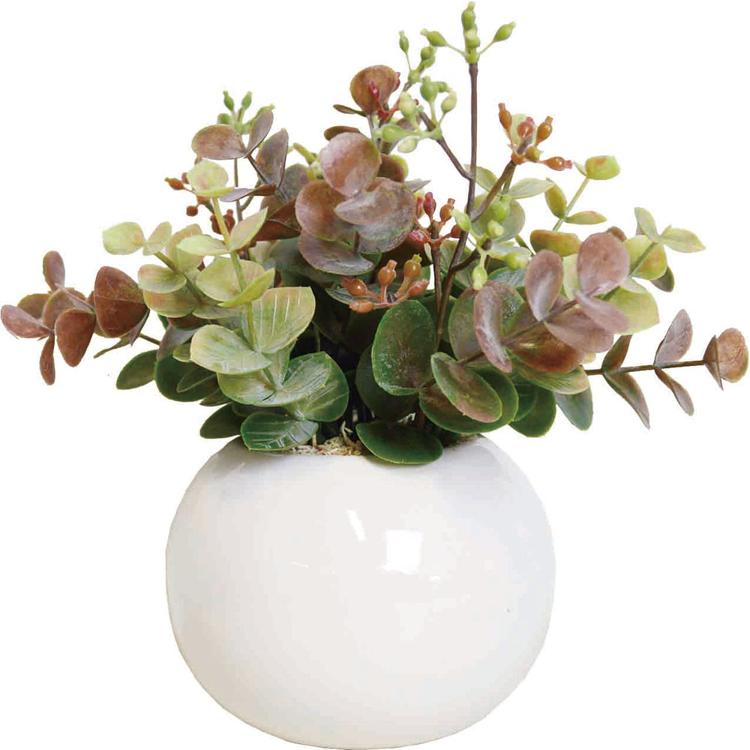 フォールユーカリ