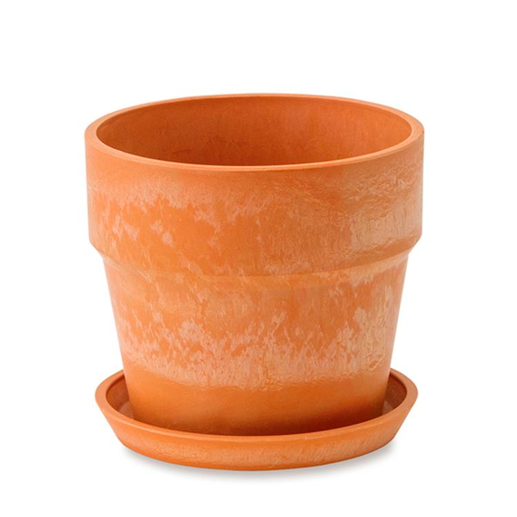 81030.キャロット