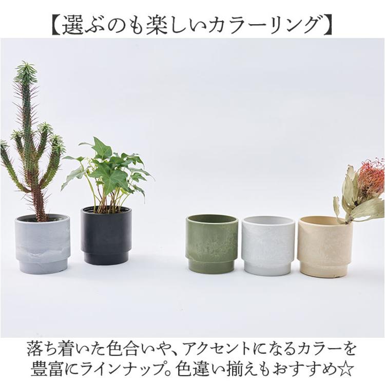 ブラッサイア 約150cm 植物　樽型鉢カバー付 ブラッサイア 約150cm 植物 樽型鉢カバー付 skstep15_1.jpg