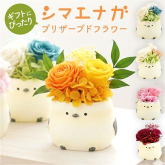 プリザーブドフラワー シマエナガ 通販 ブリザーブドフラワー フラワーギフト 花 鳥 ブリザードフラワー シマエナガグッズ おしゃれ かわいい プレゼント 贈り物 結婚祝い 誕生日 結婚記念日 お祝い 還暦祝い 退職祝い 結婚式 雪の妖精 還暦 米寿 古希 女性