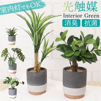 光触媒 フェイクグリーン 通販 観葉植物 人工観葉植物 ポット 鉢植え CMポット インテリアグリーン イミテーショングリーン 消臭 抗菌 防カビ 屋内 室内 おしゃれ かわいい 玄関 リビング 贈り物 ギフト 新生活 インテリア 雑貨 ケーアイジャパン