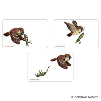 こびとづかん グッズ 通販 こびとずかん クリアカード まじかる百貨店クリアカード 4947864050955 こびとづかん03 スマホ裏 スマートフォン 透明 カード かわいい 可愛い おしゃれ カワイイ 絵本キャラクター レンチキュラー オシャレ ホビー