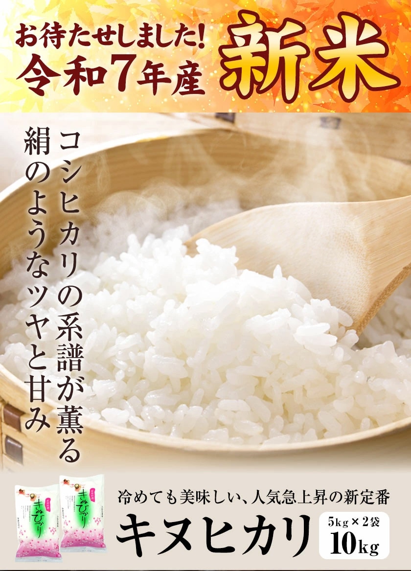 キヌヒカリ　新米　精米 出荷直前 精米 京都府産 新米！キヌヒカリ 10キロ 出荷直前 精米