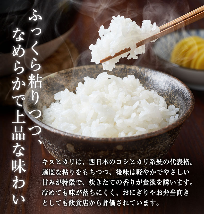 キヌヒカリ　新米　精米 出荷直前 精米 京都府産 新米！キヌヒカリ 10キロ 出荷直前 精米