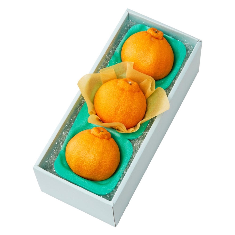 新宿高野 大将季3入 #29100