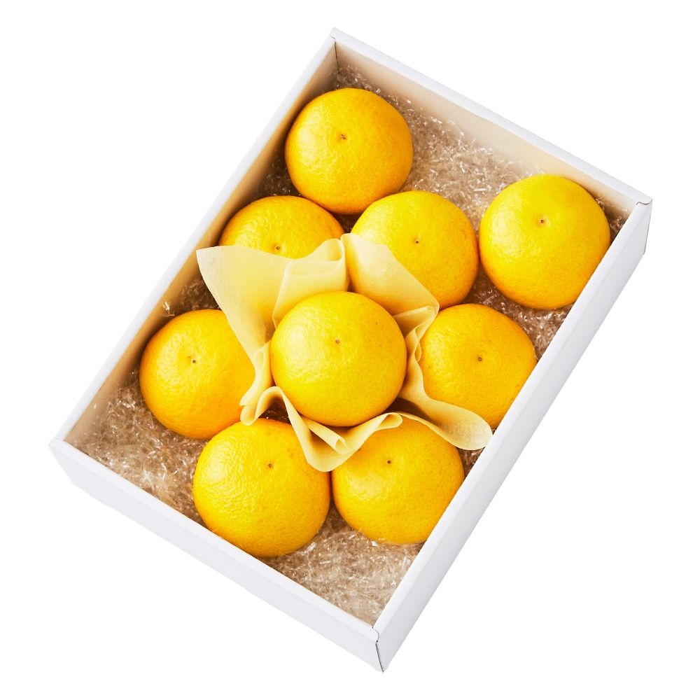 新宿高野 湘南ゴールド9入 #29100