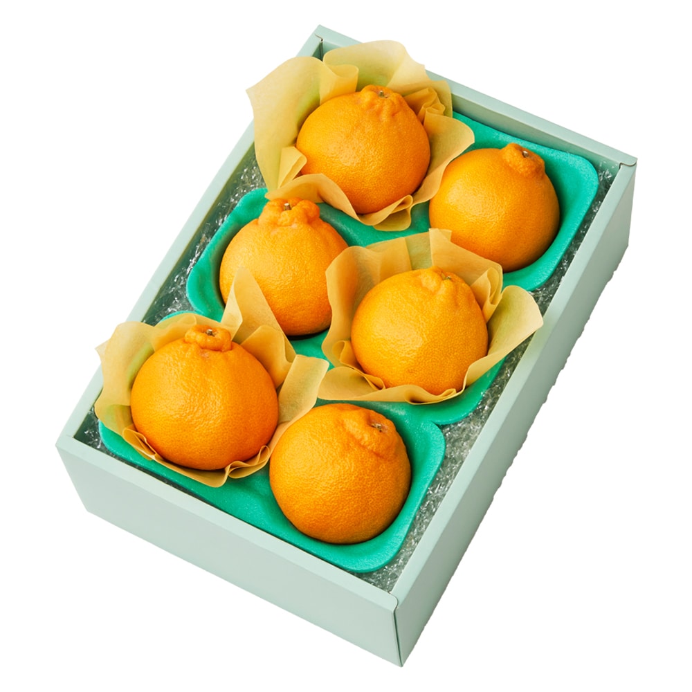 新宿高野 大将季6入 #29100