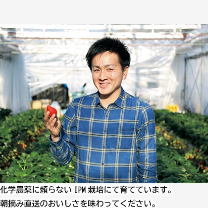 完熟朝摘み スカイベリー ギフト用2 送料込み