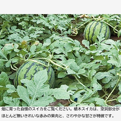 熊本産みかん 送料込み