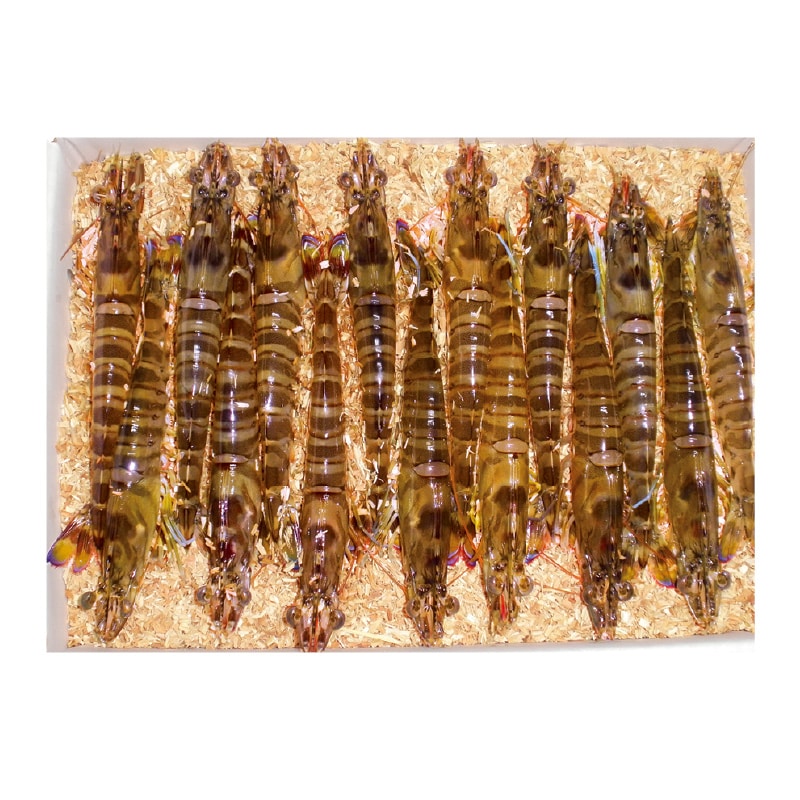 お歳暮 活車海老 340g 送料込み