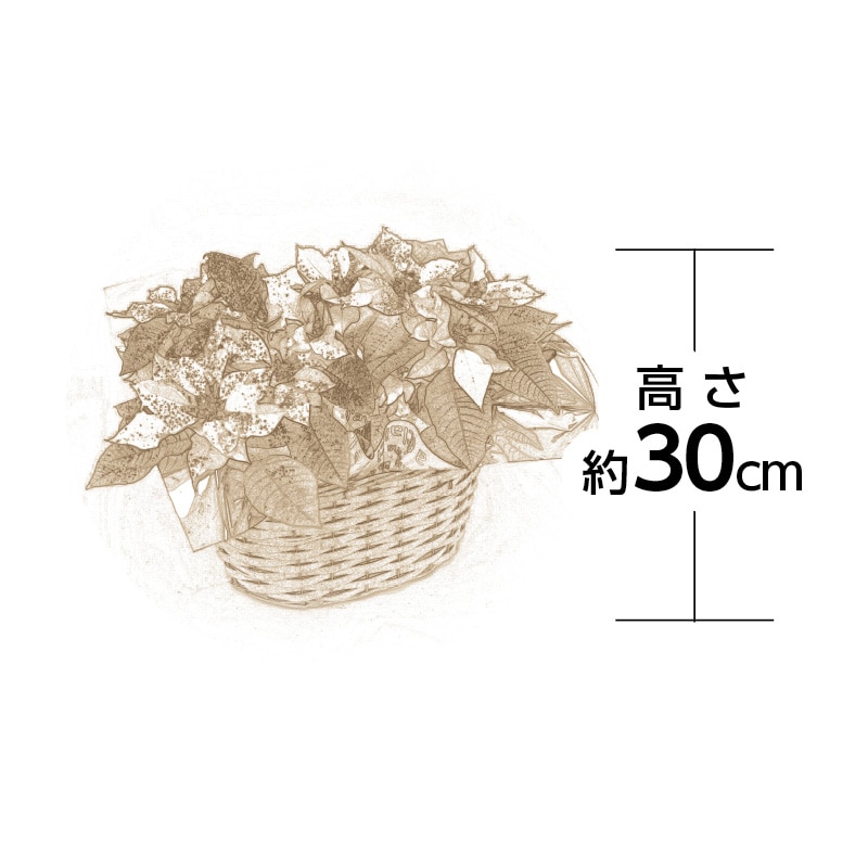 クリスマス ポインセチア(ラメ付き)2鉢セット 送料込み