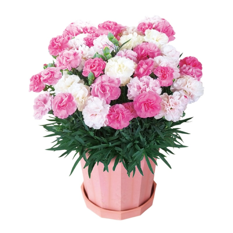 母の日 カーネーション「いちごソフト(R)」 送料込み