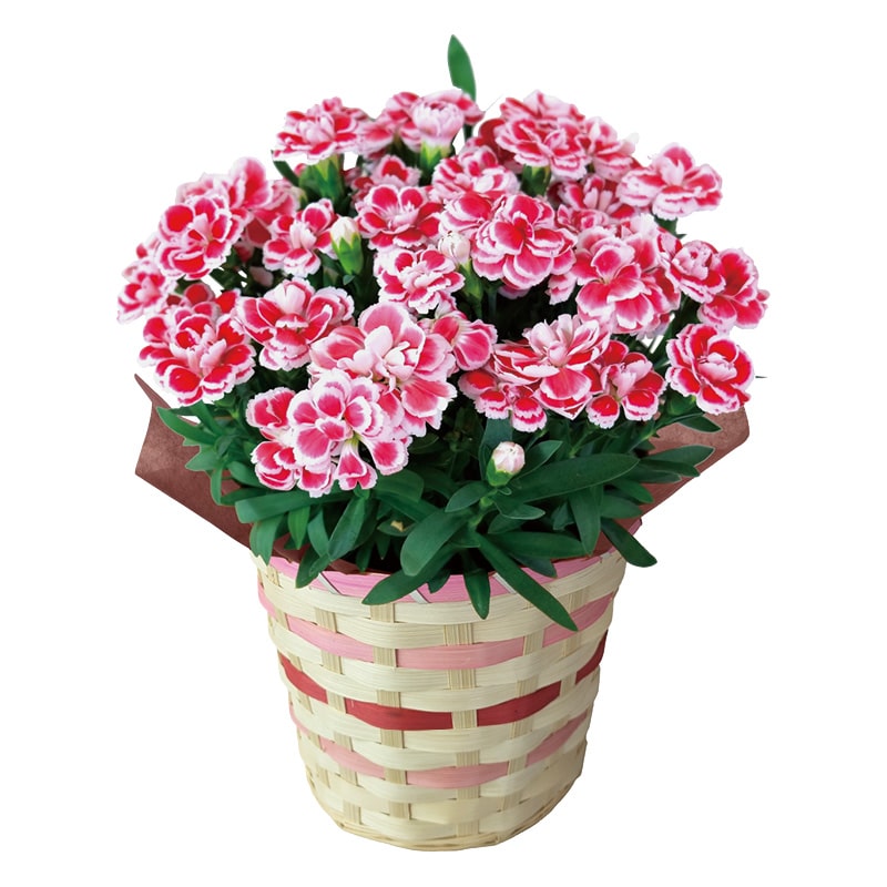 母の日 カーネーション「ファンシーレッド」 送料込み