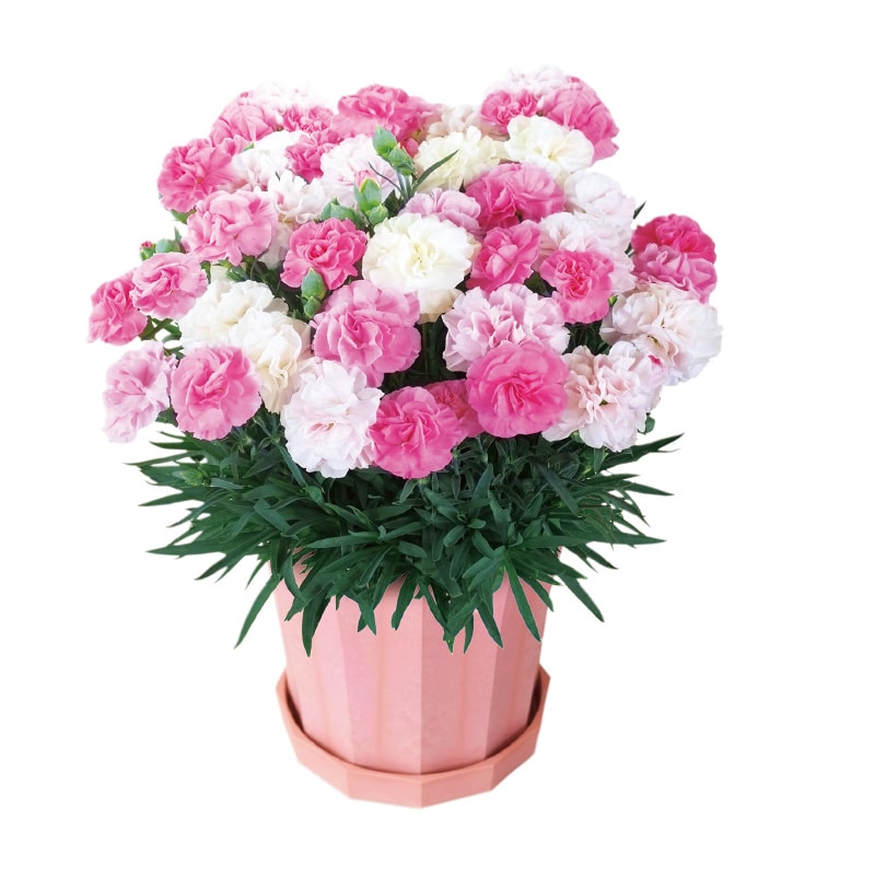 母の日 カーネーション「いちごソフト(R)」+ねんりん家バームクーヘンセット 送料込み