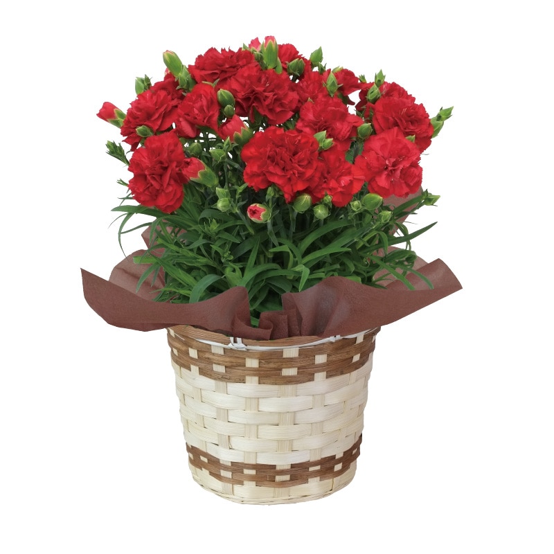 母の日 赤のカーネーション+長崎堂栗入りみかさセット 送料込み