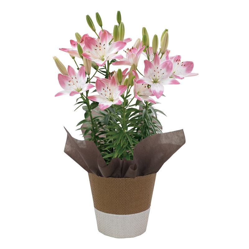 母の日 スカシユリ「シュガーラブ」 送料込み