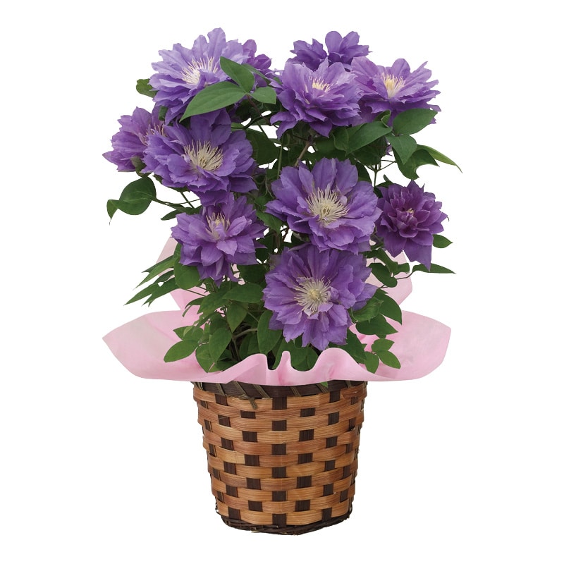 母の日 クレマチス「円空」 送料込み