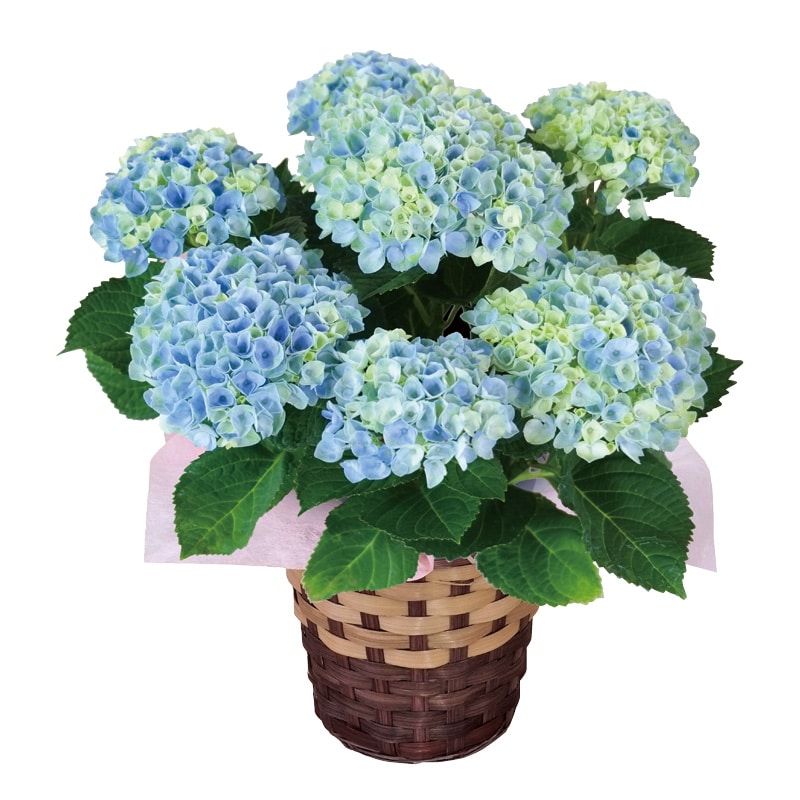 母の日 アジサイ「マジカルレボリューション」 送料込み