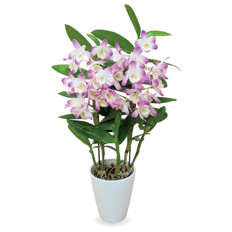 母の日 デンドロビューム「マザーピンク」 送料込み