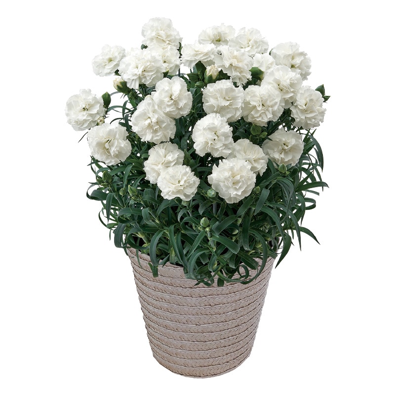 母の日 お供えカーネーション 送料込み