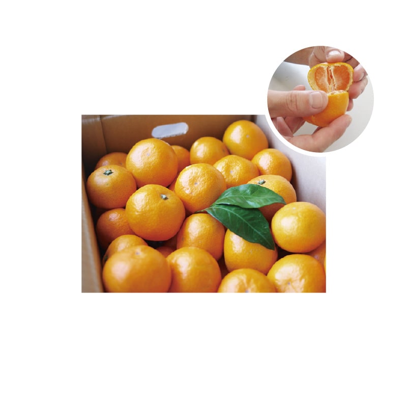 旬のとれとれ直送便(温州みかん) 4.5kg 送料込み