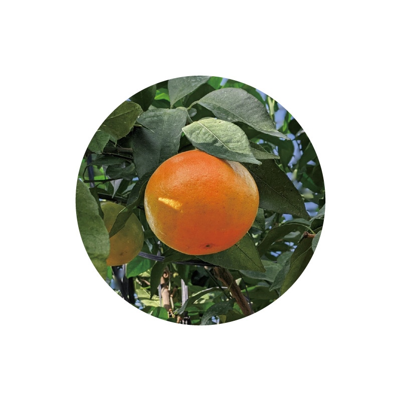 【家庭用】せとか5kg 送料込み