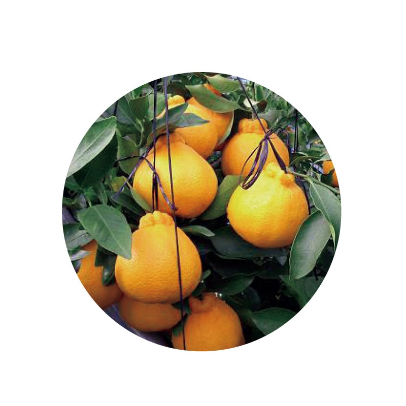 不知火1.8kg 送料込み