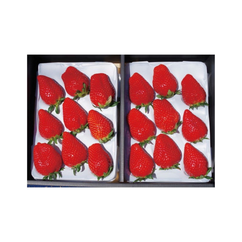 【贈答用】完熟朝摘みスカイベリー 送料込み