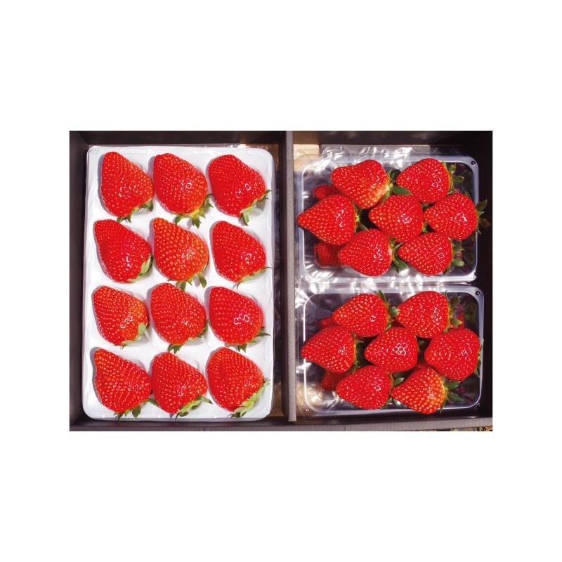 栃木のいちご3品種 食べ比べセット 送料込み