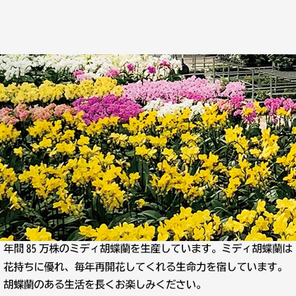 ミディ胡蝶蘭 黄系 送料込み