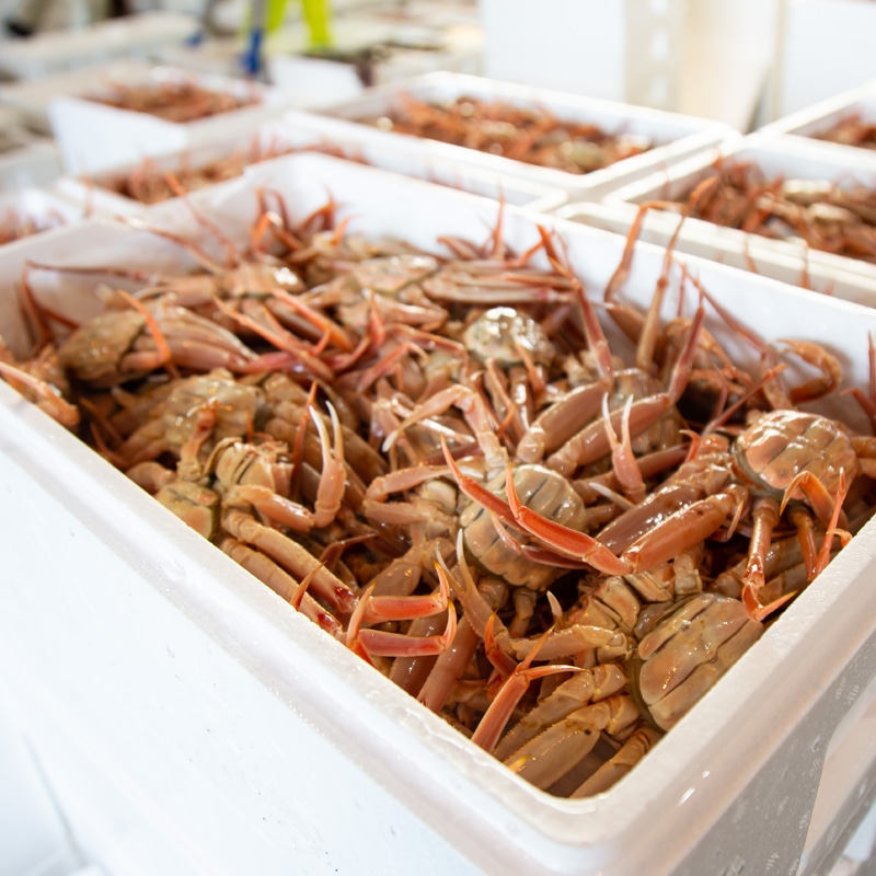 【冷凍】香箱ガニ(セコガニ)甲羅盛 送料込み