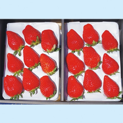 完熟朝摘み スカイベリー ギフト用1 送料込み